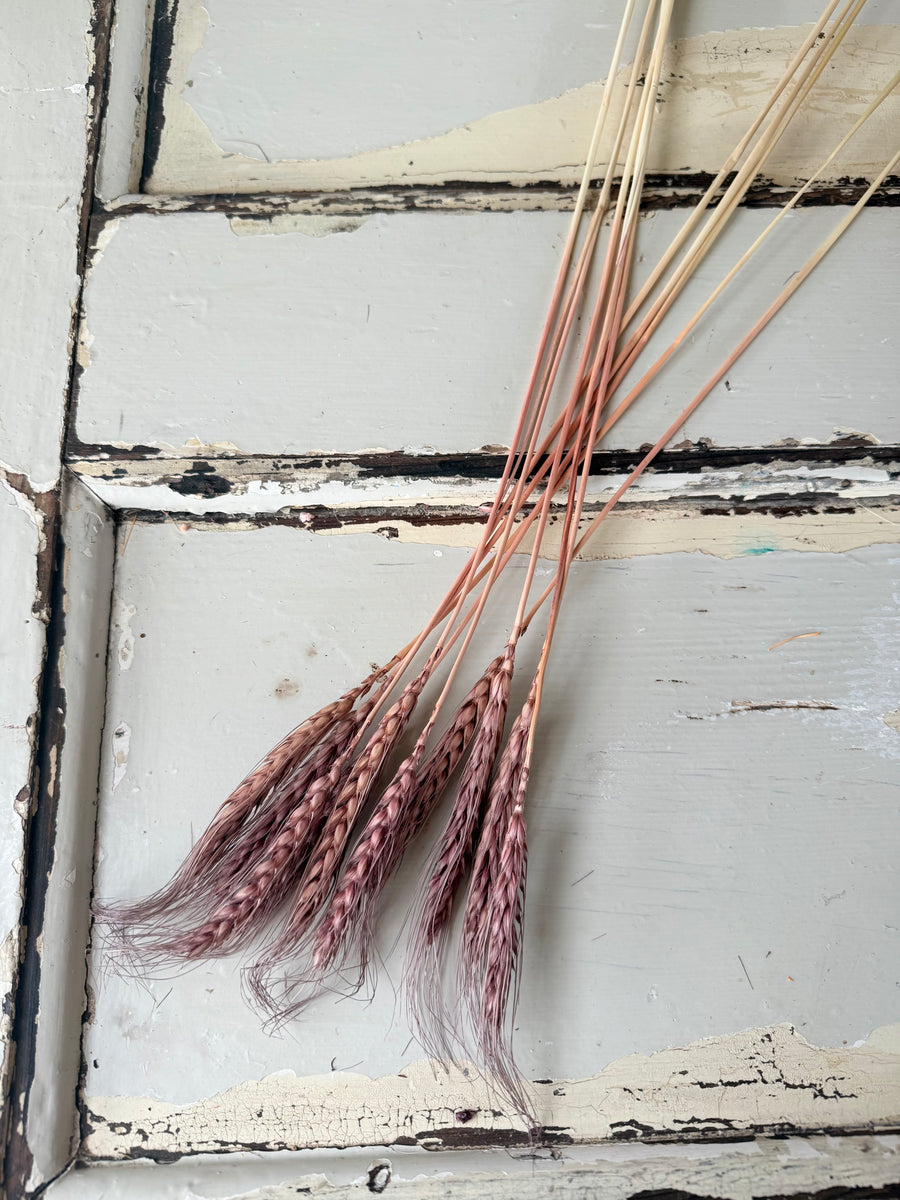 Dried Wheat