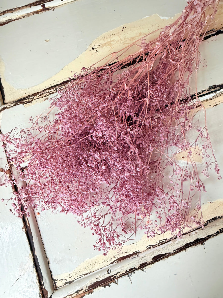Preserved Broom Bloom / Genista