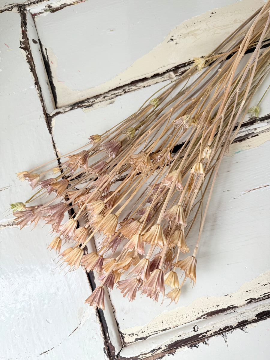 Dried Nigella Flower