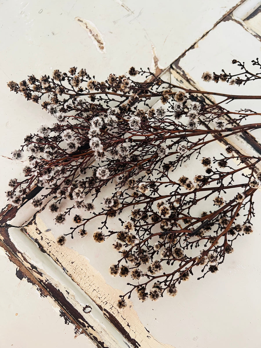 Dried / Preserved Strillingia with pods