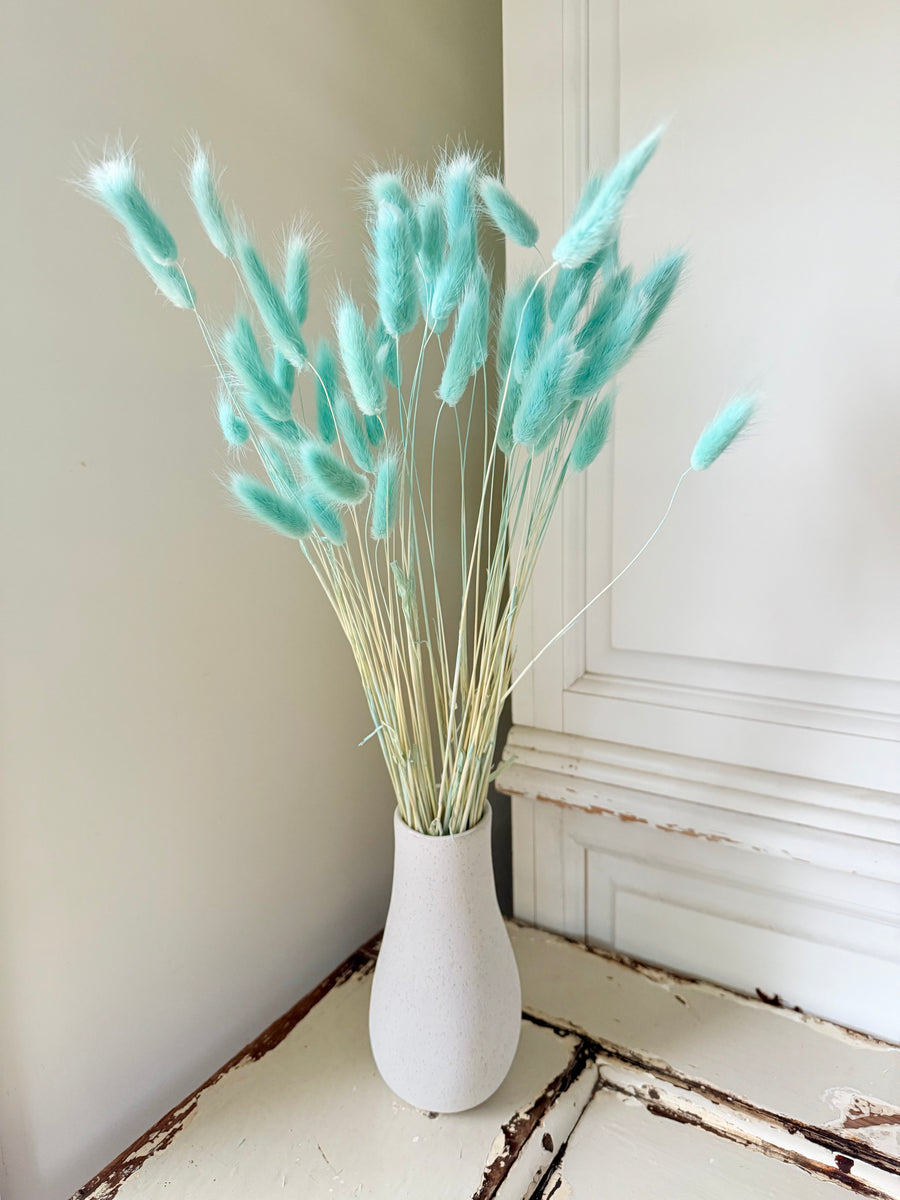 Dried Bunny Tail / Lagurus Ovatus