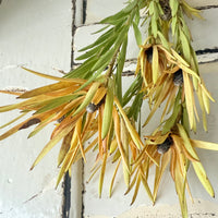 Naturally Dried Leucadendron - Australian Native