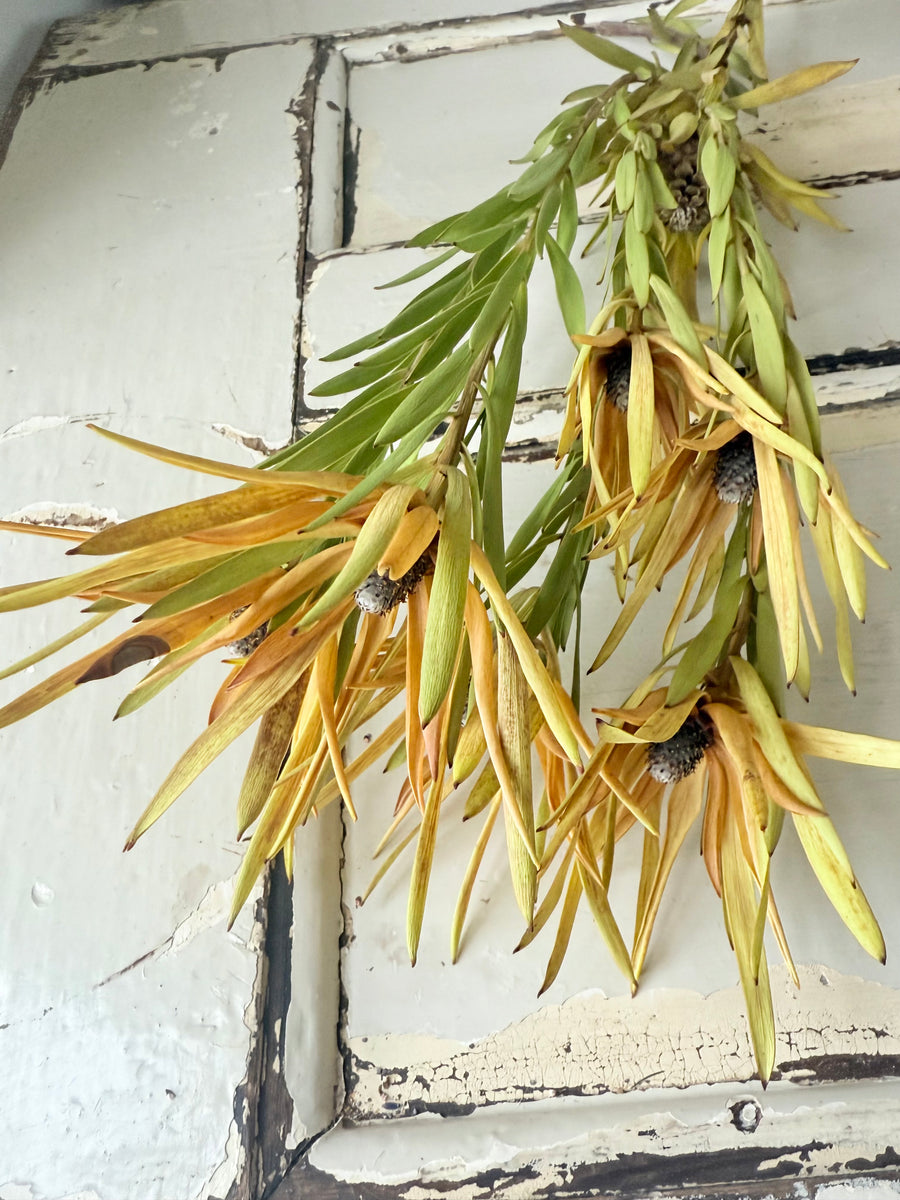 Naturally Dried Leucadendron - Australian Native