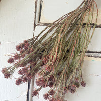 Outlet & Sample [flower stems / greenery]