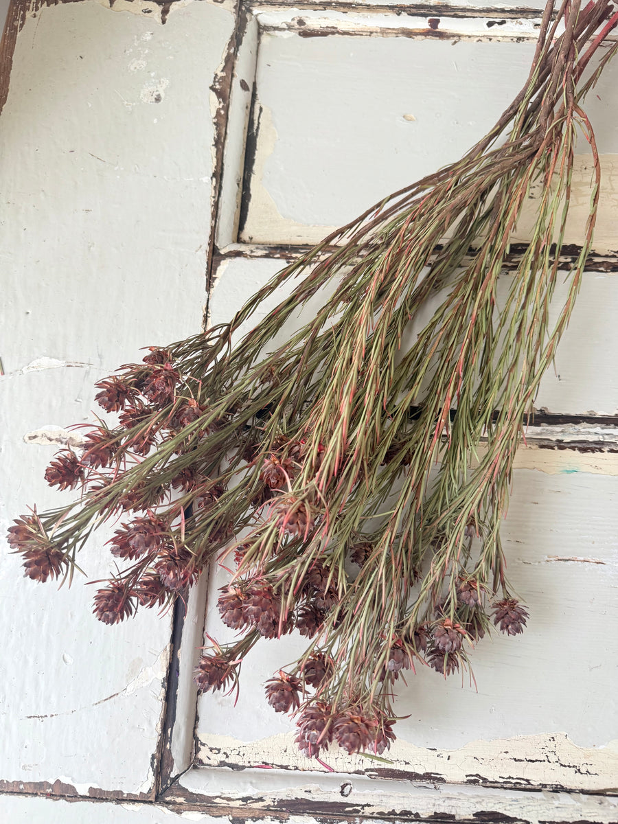 Outlet & Sample [flower stems / greenery]