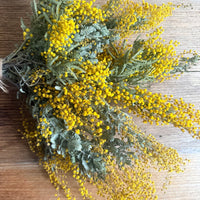 Naturally Dried Wattle / Mimosa Bouquet [SM] yellow