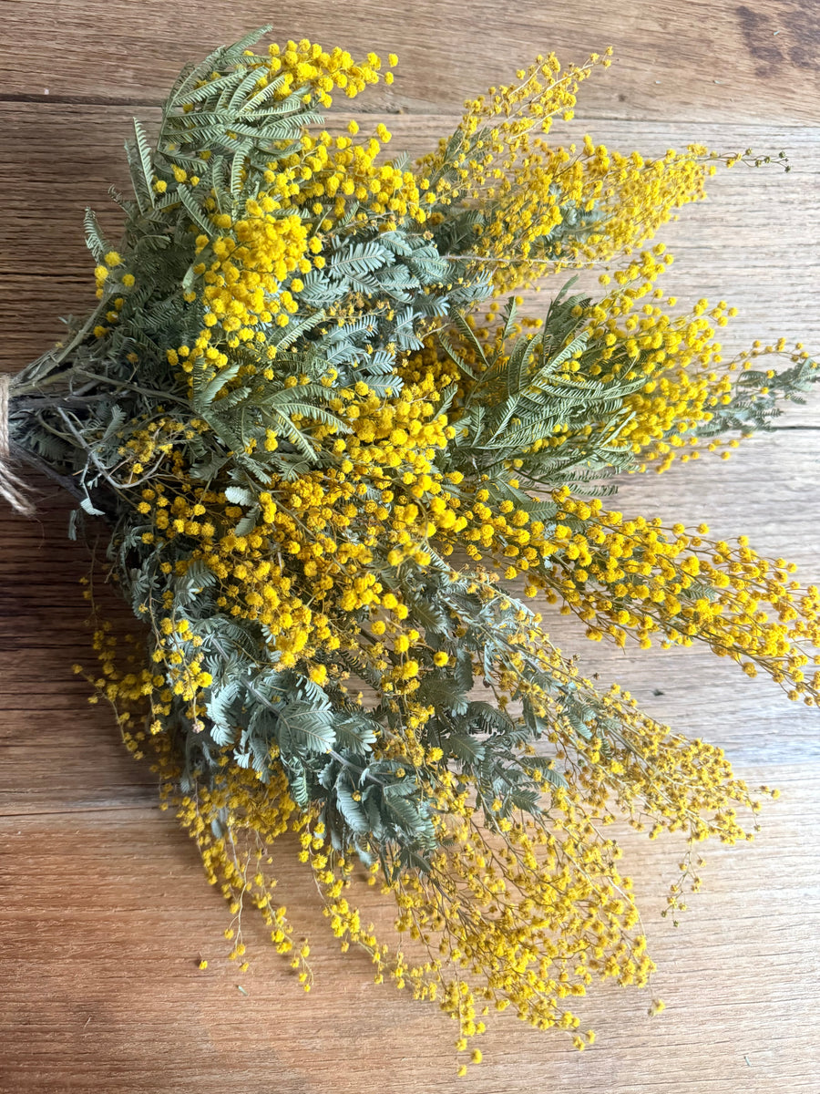 Naturally Dried Wattle / Mimosa Bouquet [SM] yellow