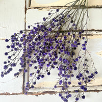 Dried Stirlingia with pods
