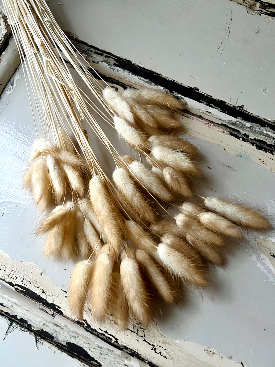 Dried Bunny Tail / Lagurus Ovatus