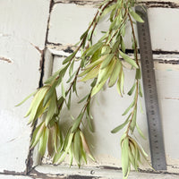 Naturally Dried Leucadendron - Australian Native