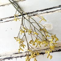 Preserved / Naturally Dried Kangaroo Paw