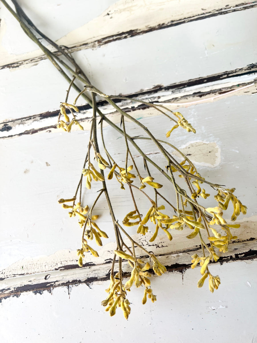 Preserved / Naturally Dried Kangaroo Paw