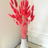 Dried Bunny Tail / Lagurus Ovatus