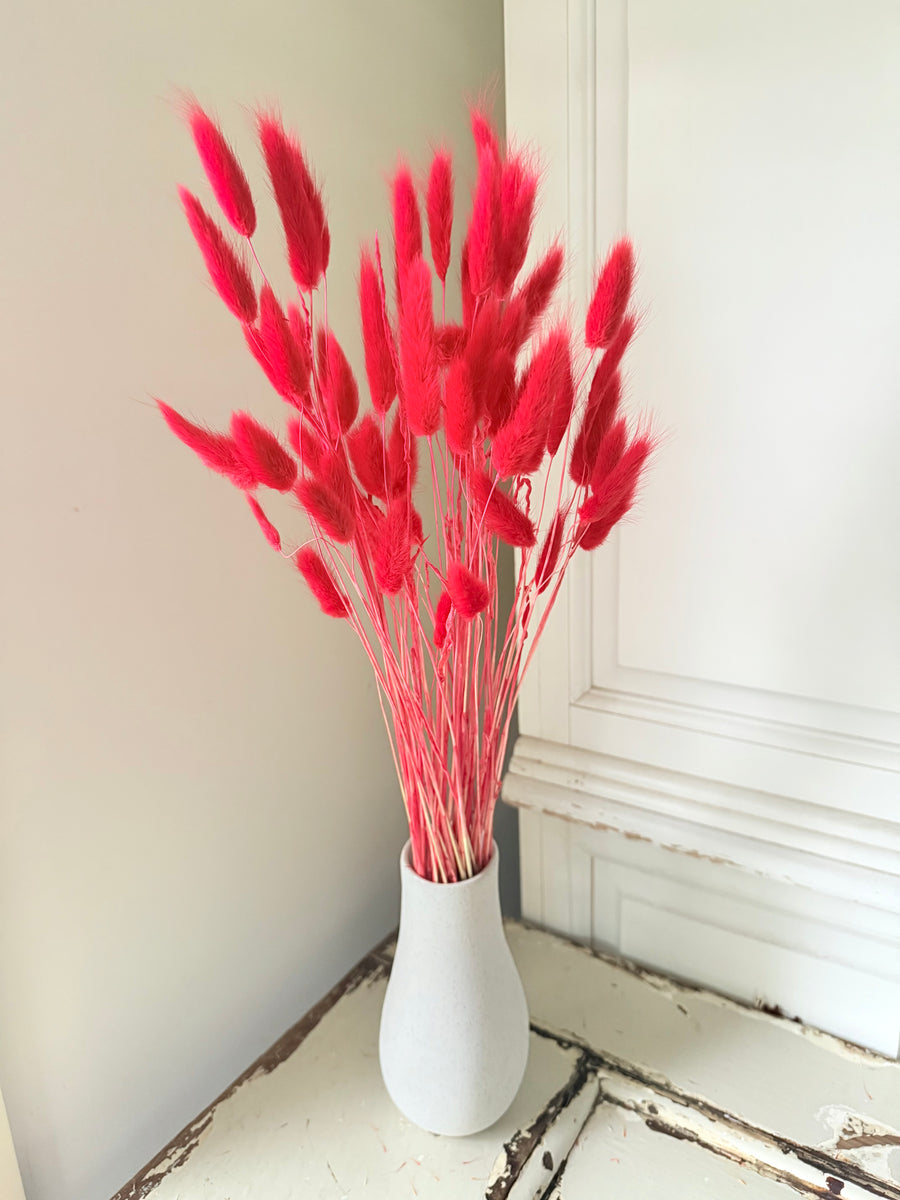 Dried Bunny Tail / Lagurus Ovatus