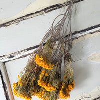 Naturally Dried Verticordia Nitens / Christmas Morrison / Myrtle - natural orange