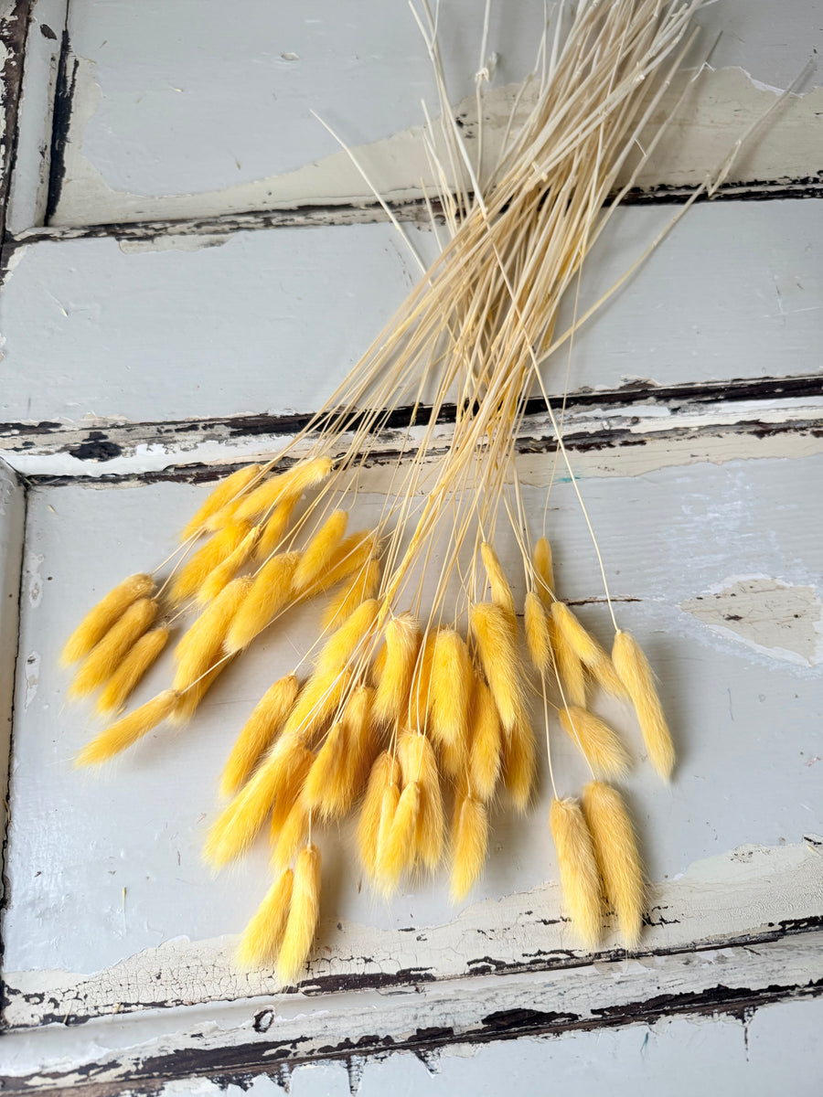 Dried Bunny Tail / Lagurus Ovatus