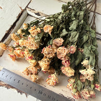 Dried Spray Mini Rose