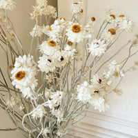Naturally Dried Mini Everlasting Paper Daisy / Ammobium Daisy / Winged Everlasting - White