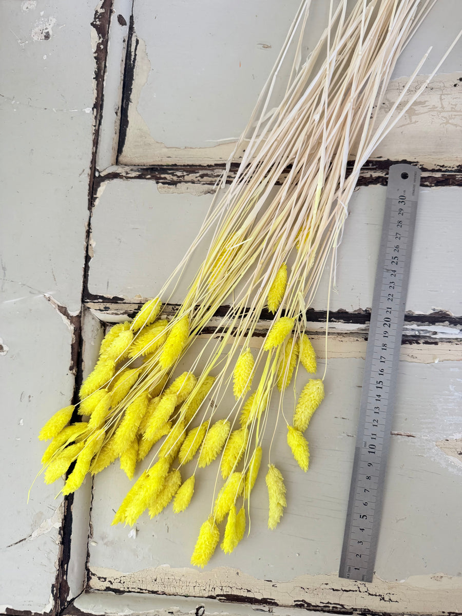 Dried Phalaris
