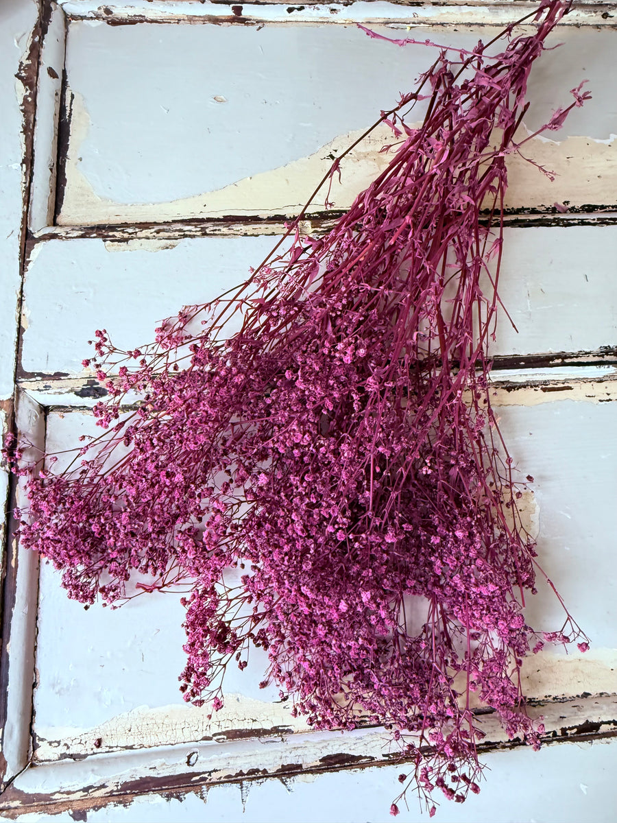 Preserved Broom Bloom / Genista