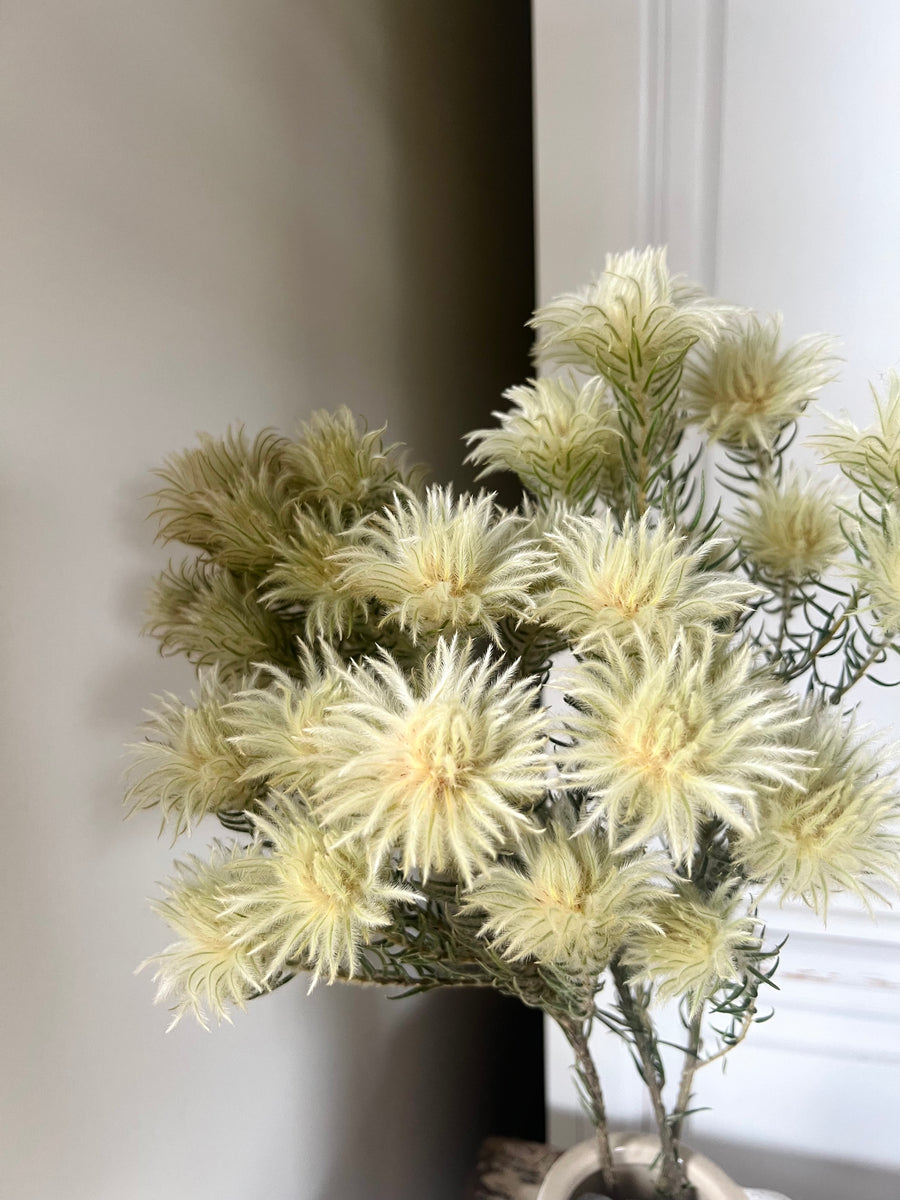 Naturally Dried Philyca Flowers - natural green beige