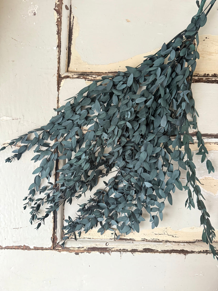 Preserved Eucalyptus / Gum