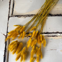 Dried Bunny Tail / Lagurus Ovatus