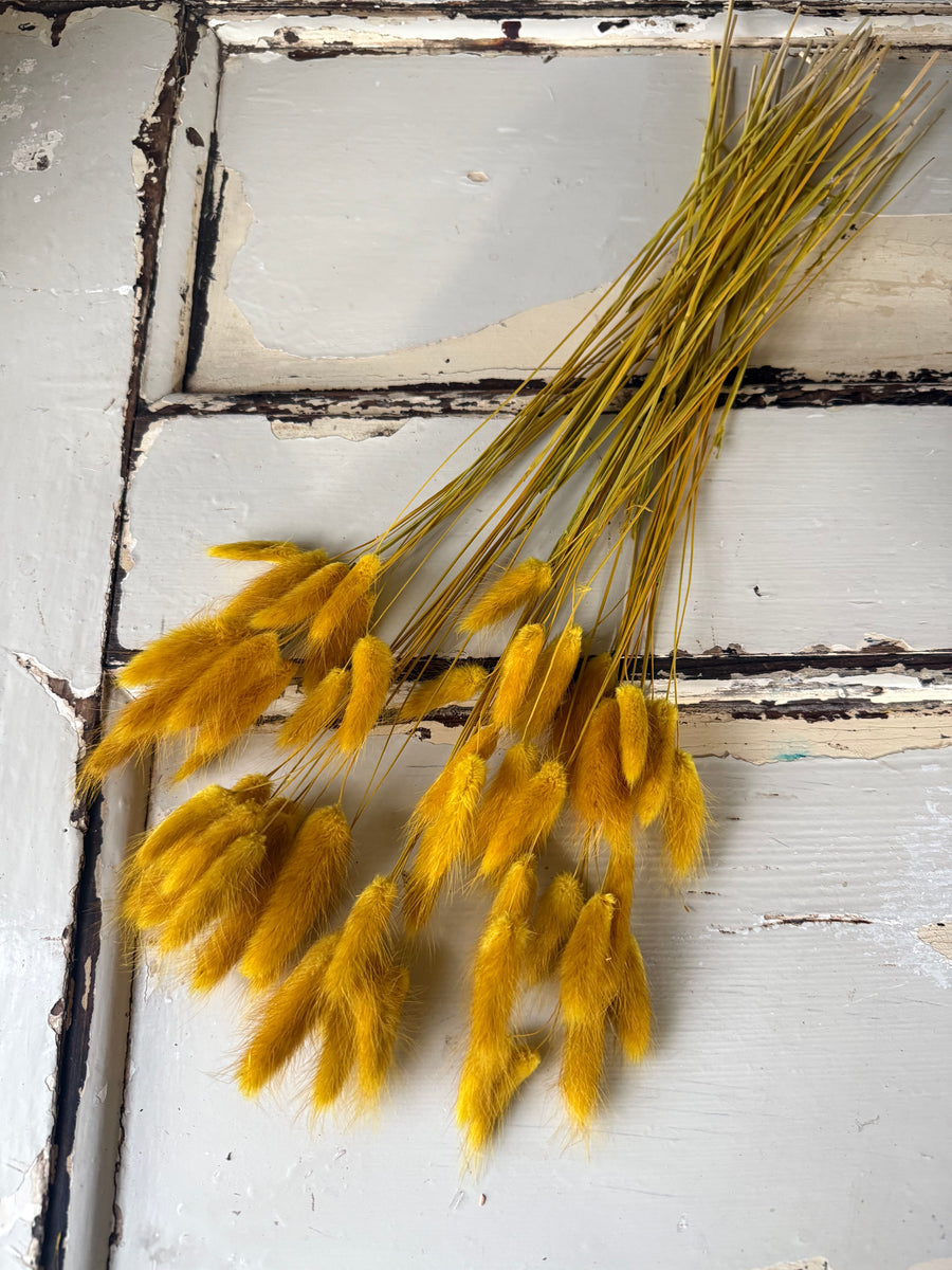 Dried Bunny Tail / Lagurus Ovatus
