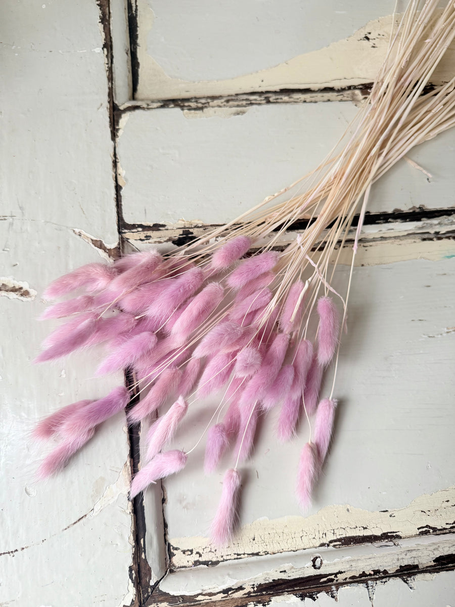 Dried Bunny Tail / Lagurus Ovatus