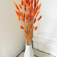 Dried Bunny Tail / Lagurus Ovatus