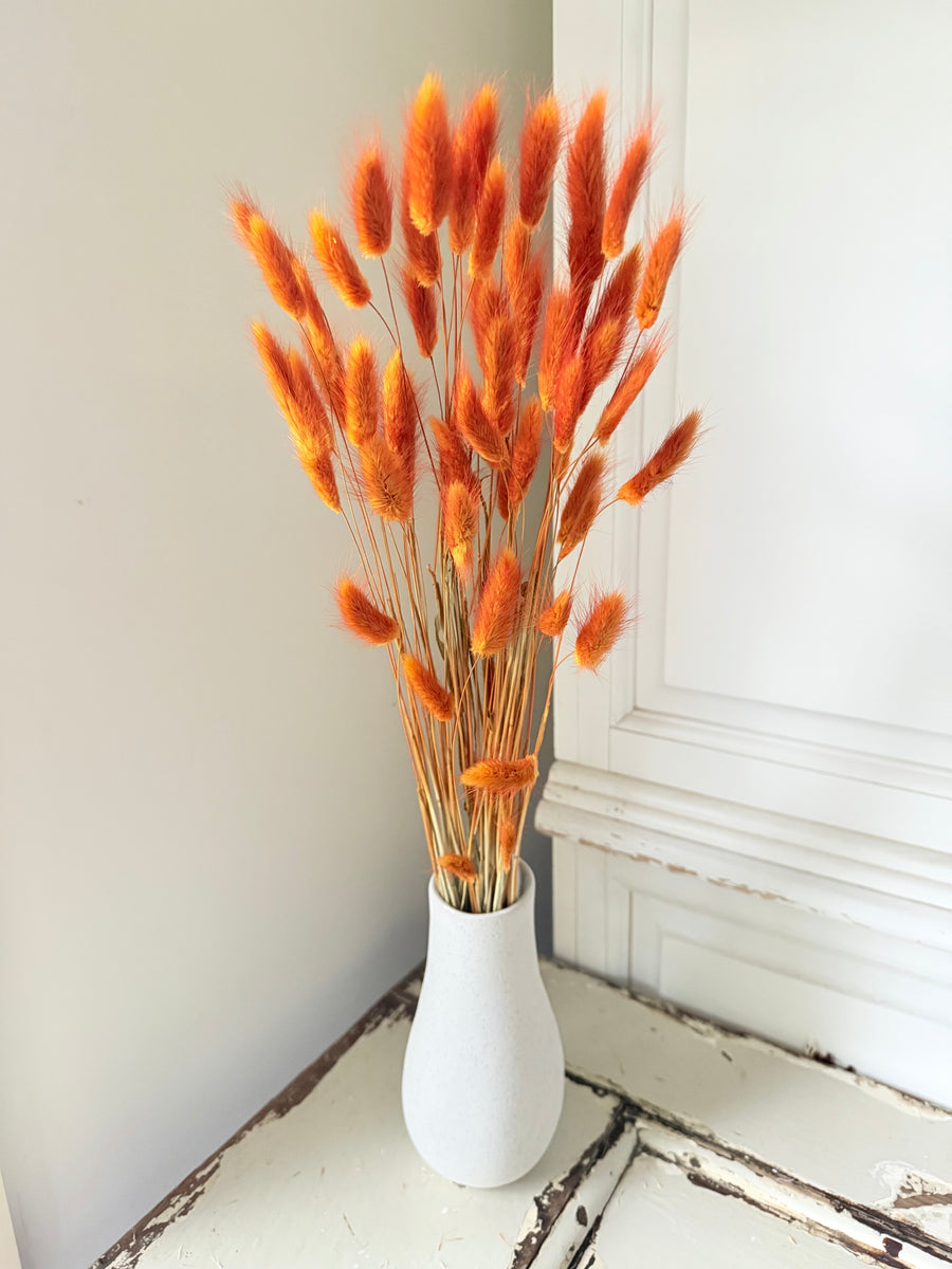 Dried Bunny Tail / Lagurus Ovatus