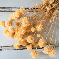 Preserved Scabiosa Pods