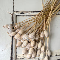 Naturally Dried Poppy Pods* / Papaver - natural brown
