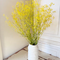 Preserved Delicate Baby's Breath - Gypsophila