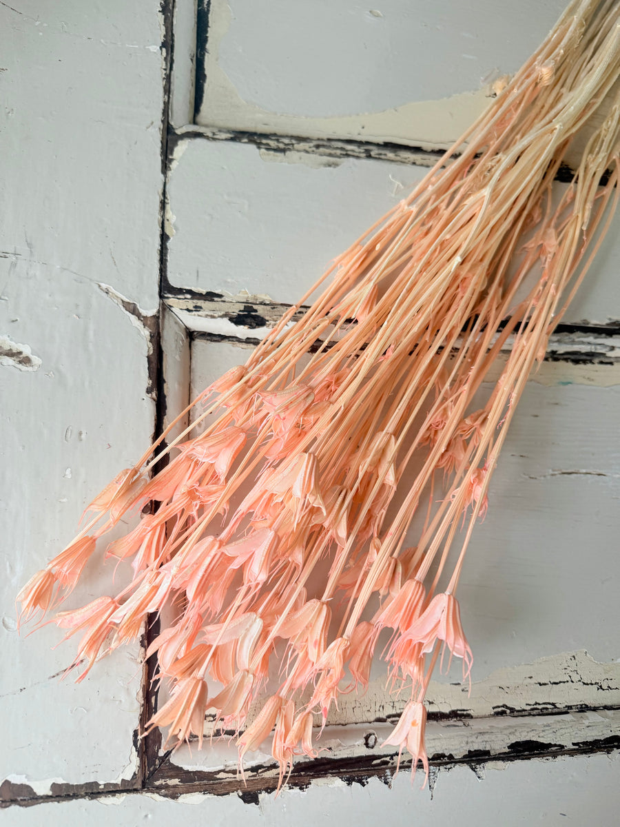 Naturally Dried / Coloured Nigella Flower