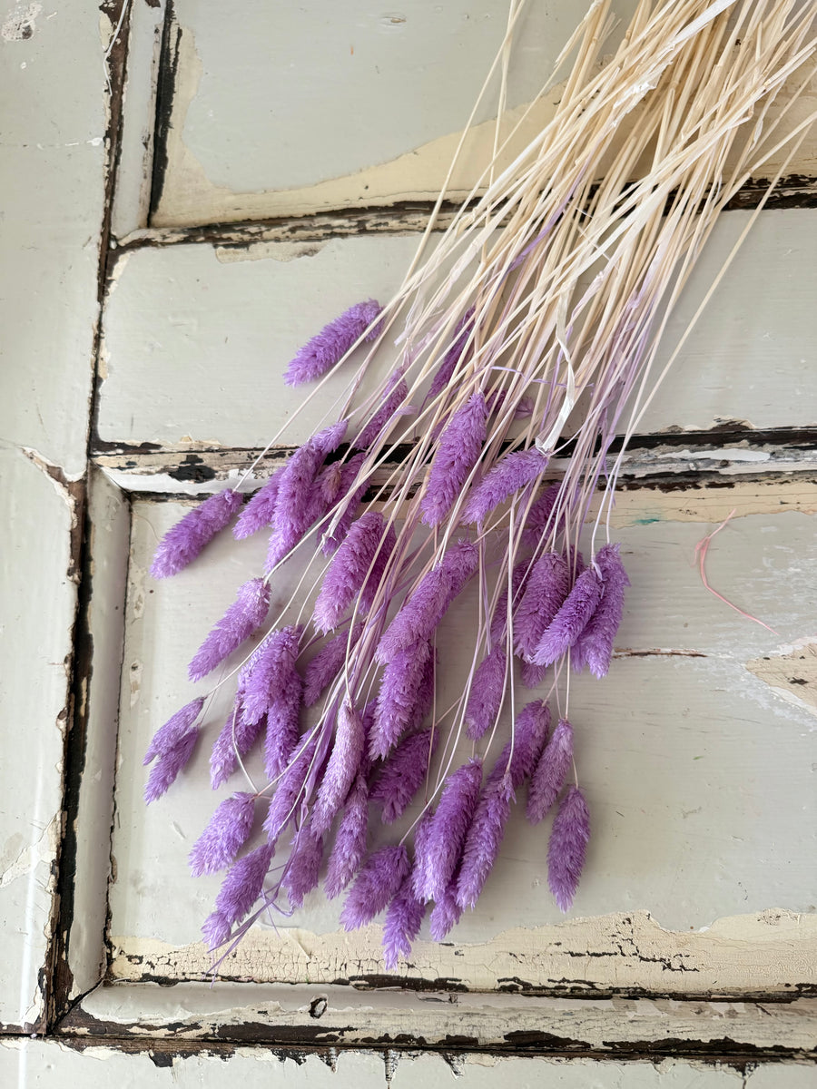 Dried Phalaris