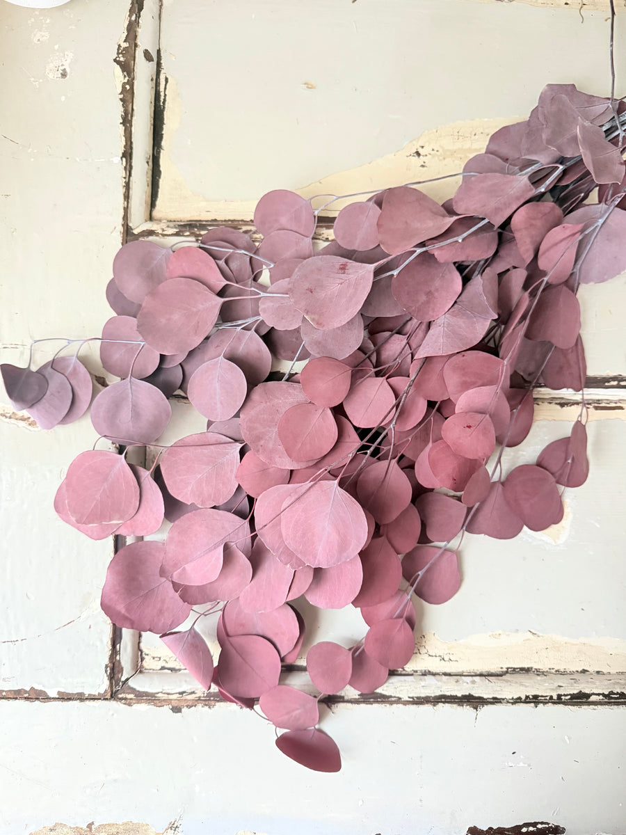 Preserved Eucalyptus / Gum
