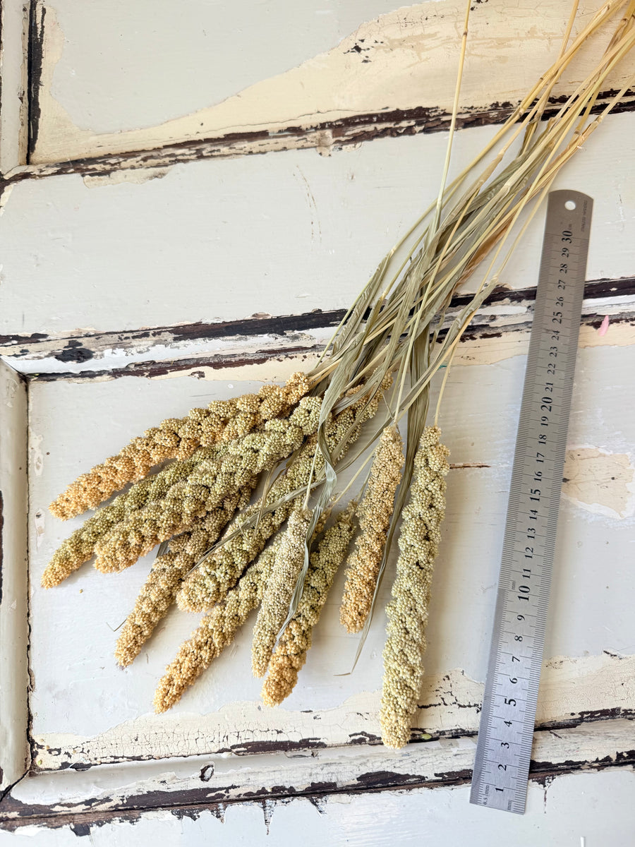 Dried Setaria / Foxtail Millet