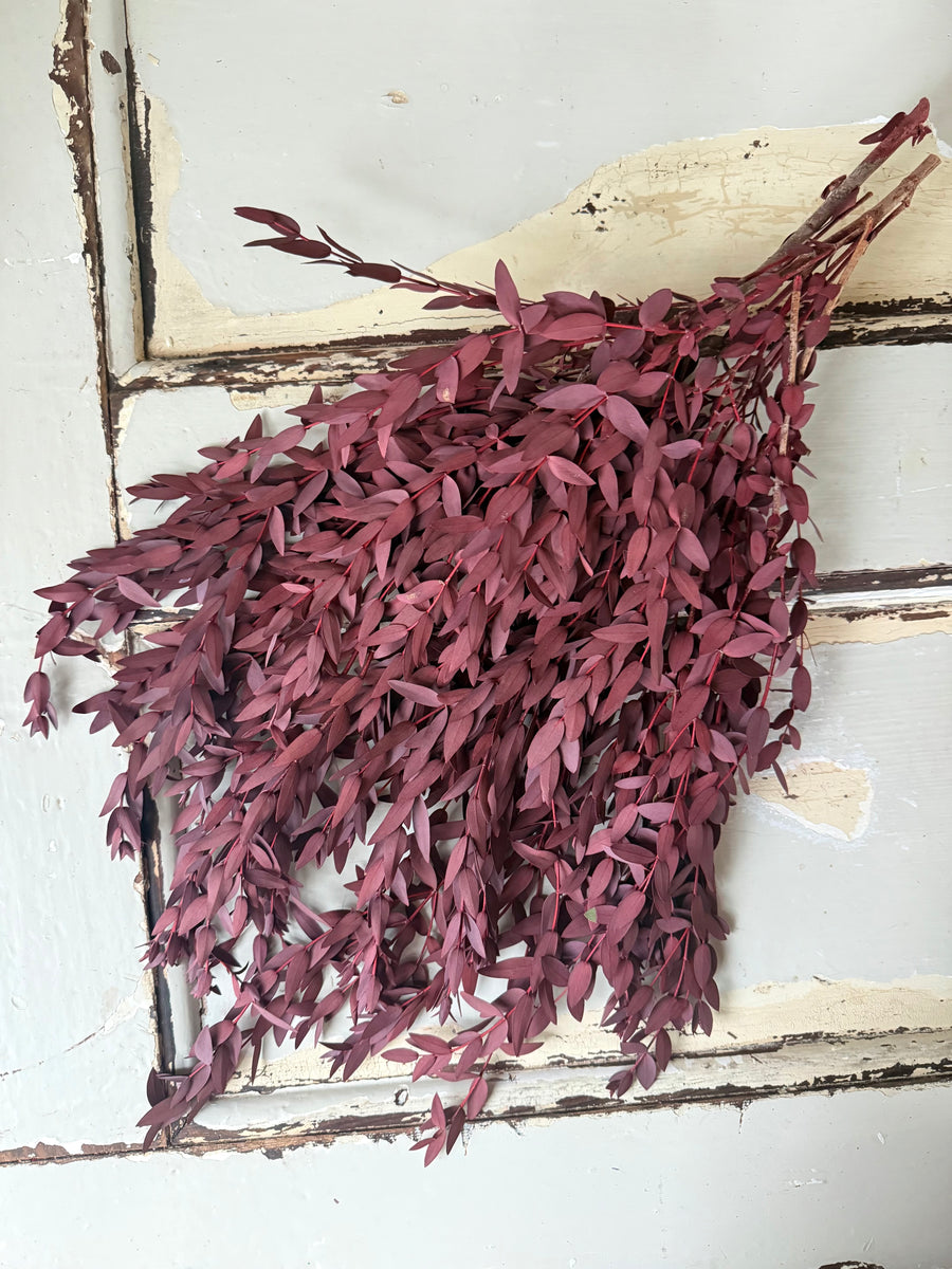 Preserved Eucalyptus / Gum