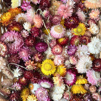 Outlet & Sample [flower stems / greenery]