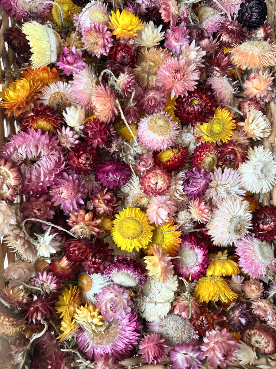 Outlet & Sample [flower stems / greenery]