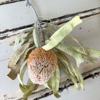 Naturally Dried Banksia & King Protea & Protea - Australian Native