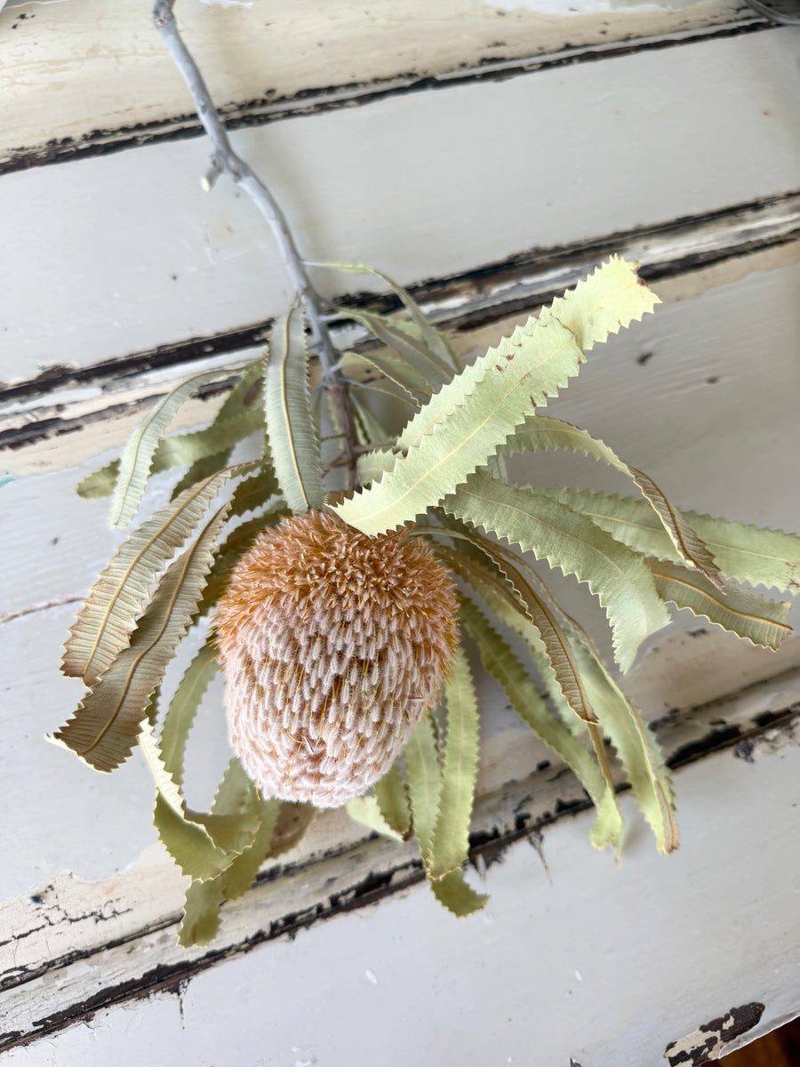 Naturally Dried Banksia & King Protea & Protea - Australian Native