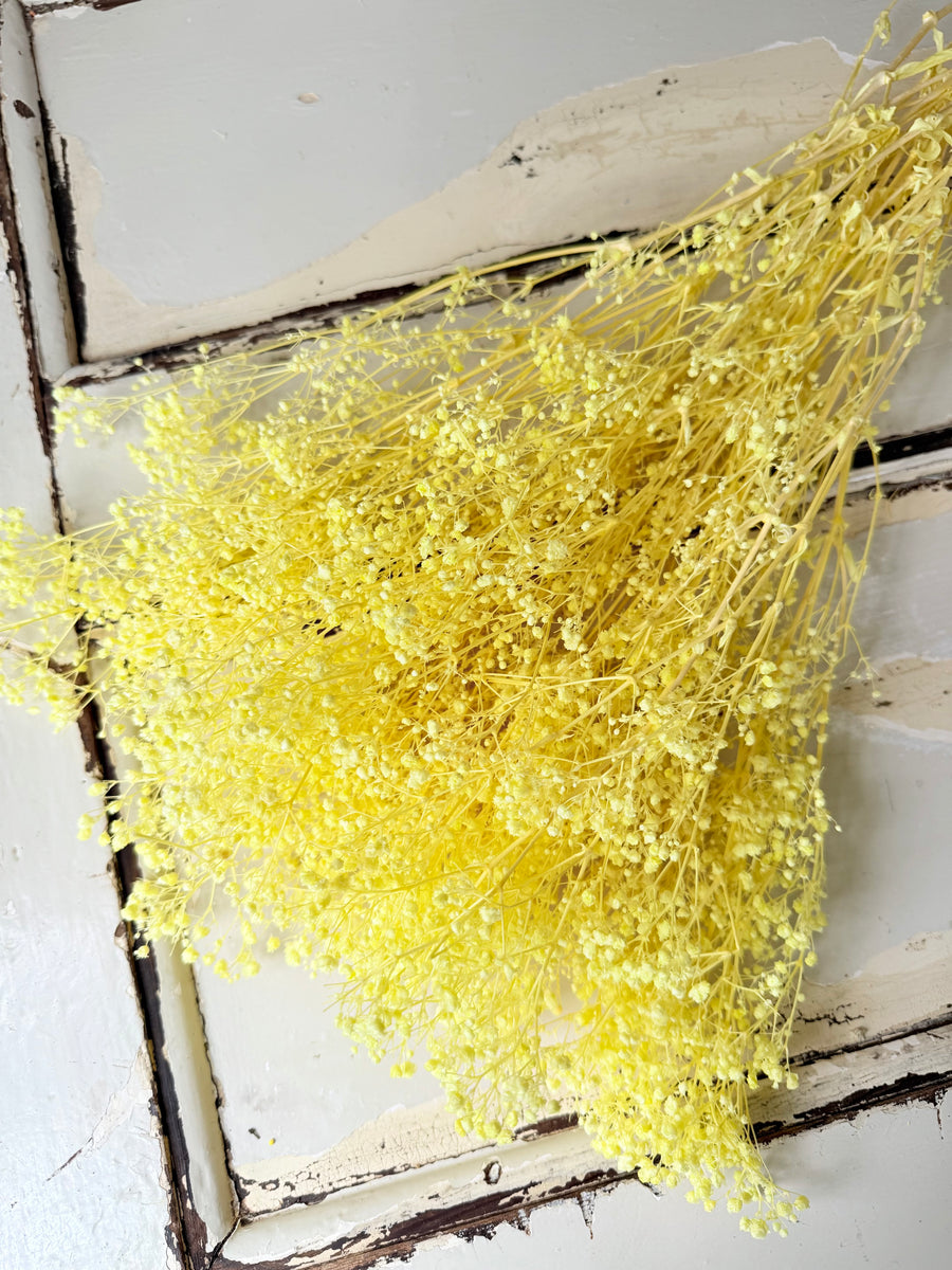 Preserved Broom Bloom / Genista