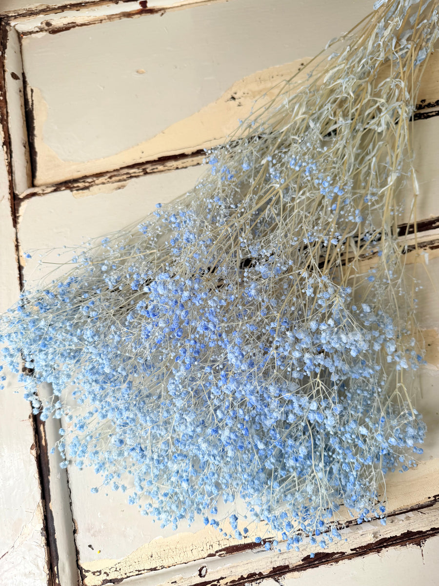 Preserved Broom Bloom / Genista