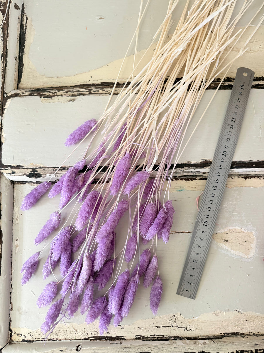 Dried Phalaris