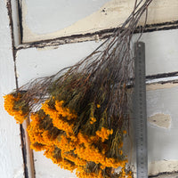 Naturally Dried Verticordia Nitens / Christmas Morrison / Myrtle - natural orange