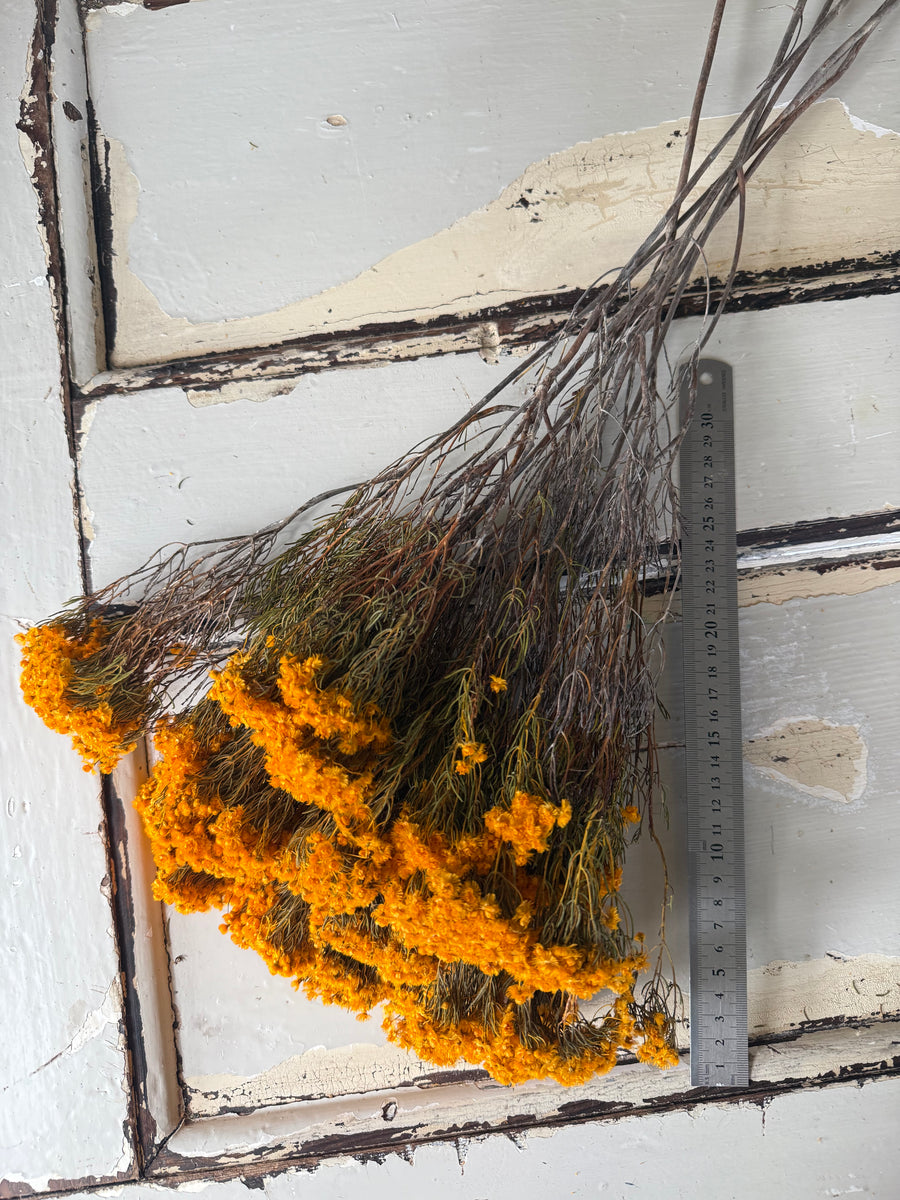 Naturally Dried Verticordia Nitens / Christmas Morrison / Myrtle - natural orange