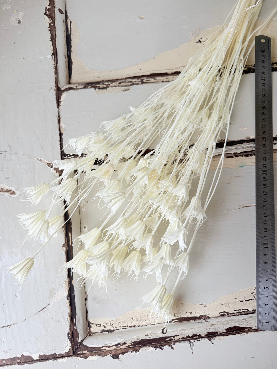 Naturally Dried / Coloured Nigella Flower