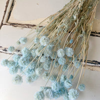 Preserved Scabiosa Pods